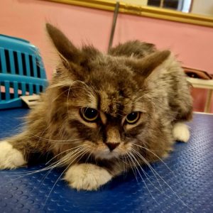 Salon za šišanje i negu pasa Subotica BOKINE ŠAPE