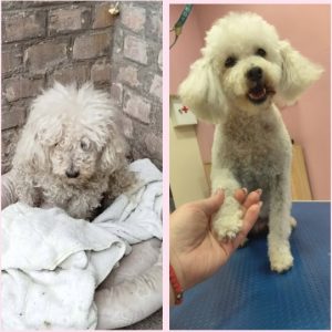 Salon za šišanje i negu pasa Subotica BOKINE ŠAPE