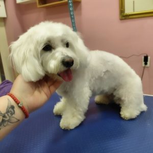 Salon za šišanje i negu pasa Subotica BOKINE ŠAPE