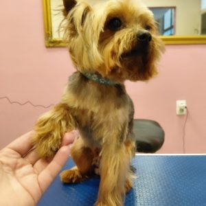 Salon za šišanje i negu pasa Subotica BOKINE ŠAPE