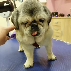 Salon za šišanje i negu pasa Subotica BOKINE ŠAPE