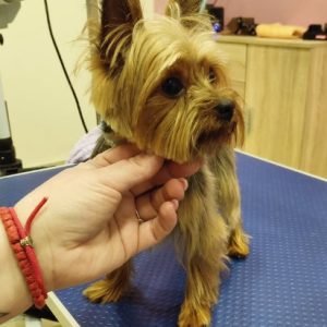 Salon za šišanje i negu pasa Subotica BOKINE ŠAPE