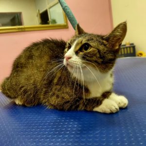 Salon za šišanje i negu pasa Subotica BOKINE ŠAPE