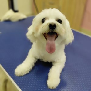 Salon za šišanje i negu pasa Subotica BOKINE ŠAPE