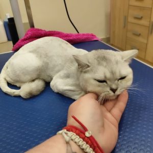 Salon za šišanje i negu pasa Subotica BOKINE ŠAPE